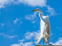 Egret at The Salty Dog